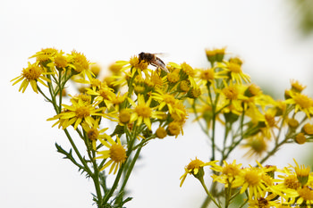 Bee on Ragwort The photograph, taken during a summer morning, shows a bee perched on a cluster of vibrant yellow ragwort flowers. It is a nature photograph that highlights the interaction between insects and plants, particularly the way bees are drawn to ragwort blooms as they forage. The image features a close-up view of the flowers, emphasizing their structure and the presence of the bee, with a soft background that keeps the focus on the details of the plants and insects. The photograph captures a moment of pollination, illustrating the relationship between bees and ragwort flowers in a natural setting.